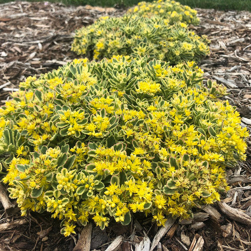 Sedum 'Boogie Woogie' PW SÉRIE ROCK 'N' LOW (Orpin 'Boogie Wookie')