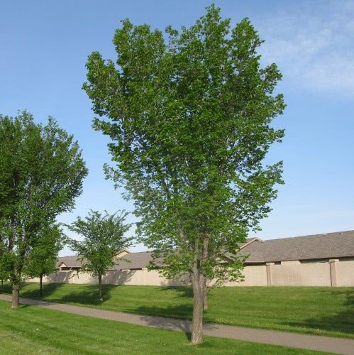 Ulmus americana 'Brandon' (Orme américain ‘Brandon’)