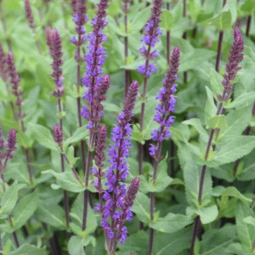 SALVIA nemorosa 'Caradonna' (Sauge 'Caradonna')