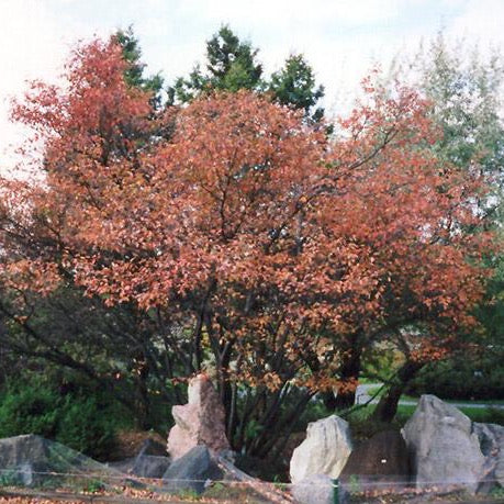 Amelanchier canadensis 'laevis' (Amélanchier glabre)