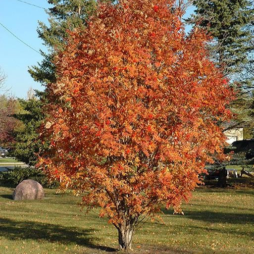 Sorbus aucuparia 'Cardinal Royal' (Sorbier des oiseaux 'Cardinal Royal')