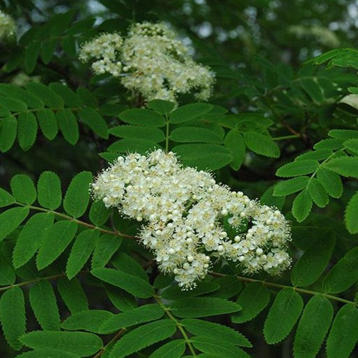 Sorbus aucuparia 'Cardinal Royal' (Sorbier des oiseaux 'Cardinal Royal')