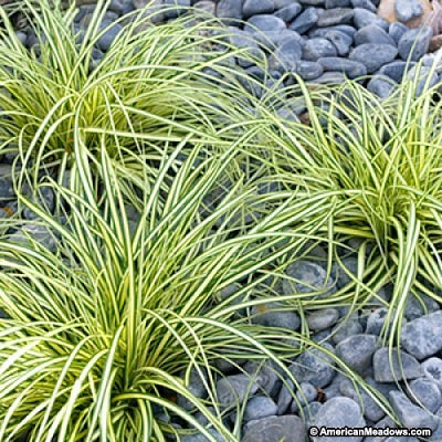 CAREX oshimensis ‘Evergold’