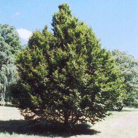 Carpinus caroliniana (Charme de Caroline)