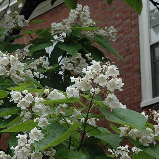 Catalpa speciosa (Catalpa de l’Ouest)