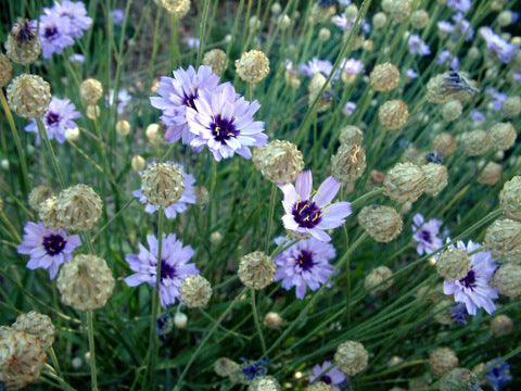 CATANANCHE caerula