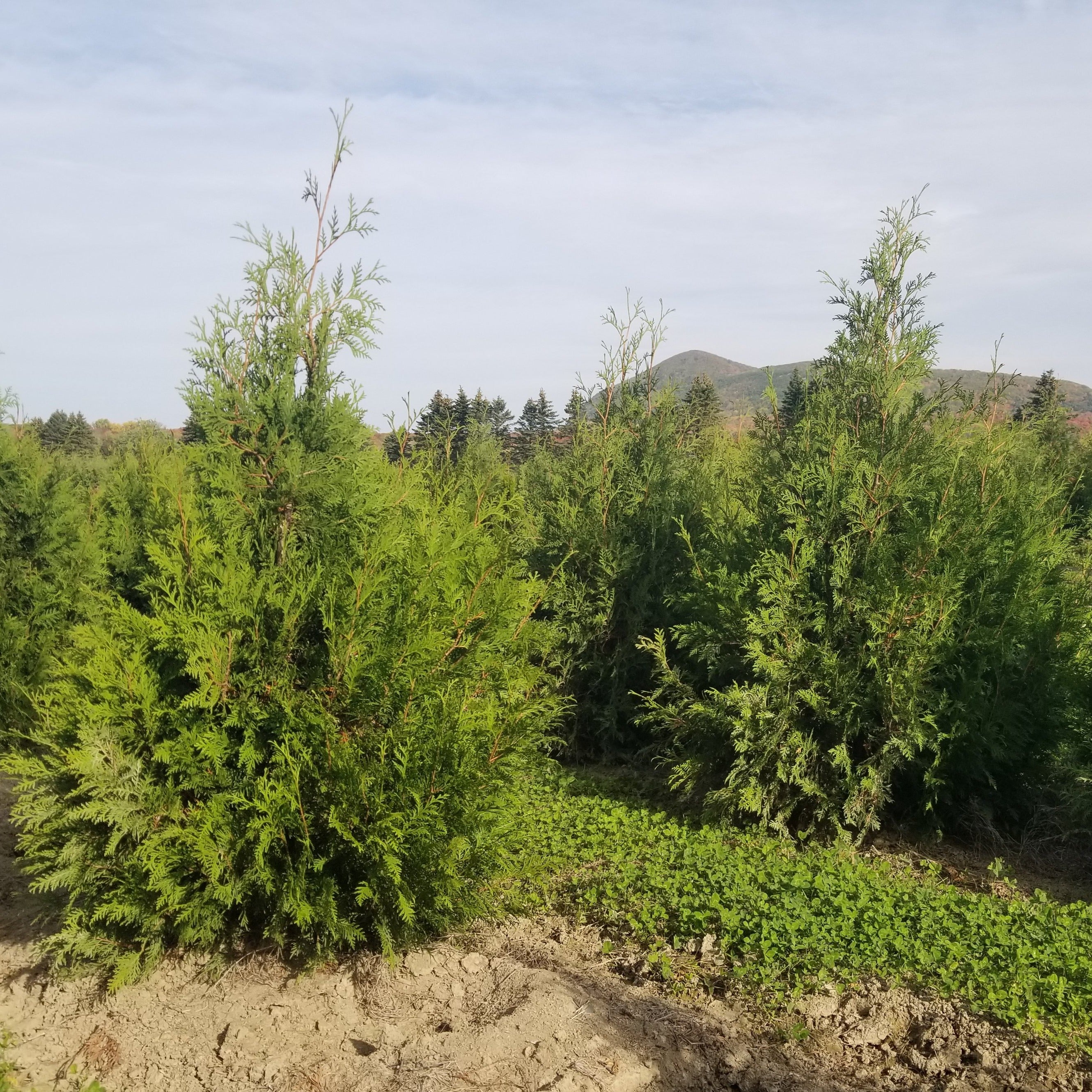 Thuja occidentalis (Cèdre blanc)