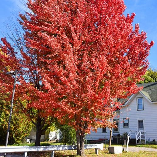 Acer x freemanii 'Celebration' (Érable de Freeman ‘Celebration’)