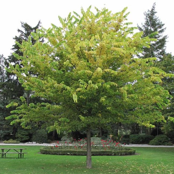 Celtis occidentalis (Micocoulier occidental)