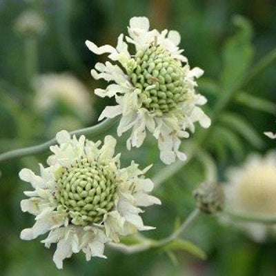 CEPHALARIA gigantea