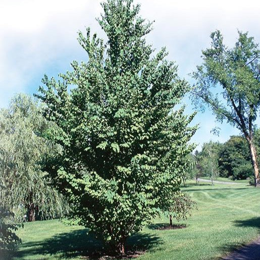 Cercidiphyllum japonicum (Arbre de Katsura)