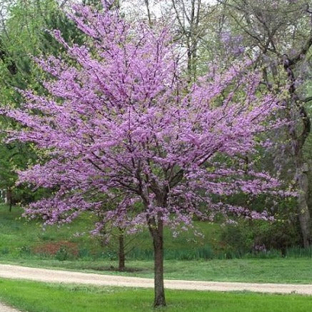 Cercis canadensis (Gainier du Canada)