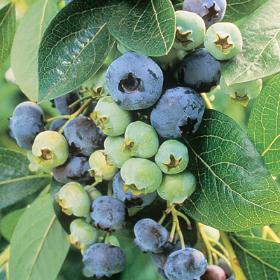 Vaccinium 'Chandler' (Bleuet 'Chandler')