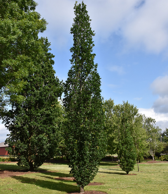 Quercus robur 'Skinny Genes' (Chêne anglais 'Skinny Genes')