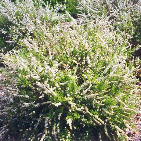 Spiraea arguta 'Compacta' (Spirée arguta 'Compacta')