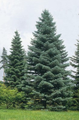 Abies concolor (Sapin du Colorado)