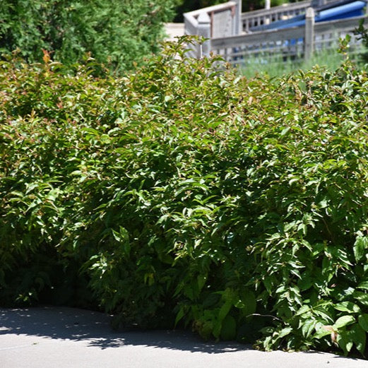 Diervilla lonicera 'Copper' (Dierville chèvrefeuille ‘Copper’)