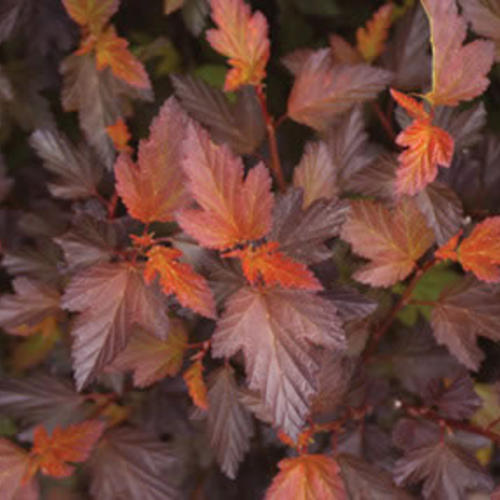 Physocarpus opulifolius 'Coppertina' PW (Physocarpe ‘Coppertina’)