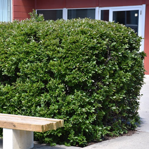 Cotoneaster acutifolius (Cotonéastre de Pékin)