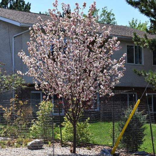 Malus 'Courageous' (Pommetier 'Courageous')