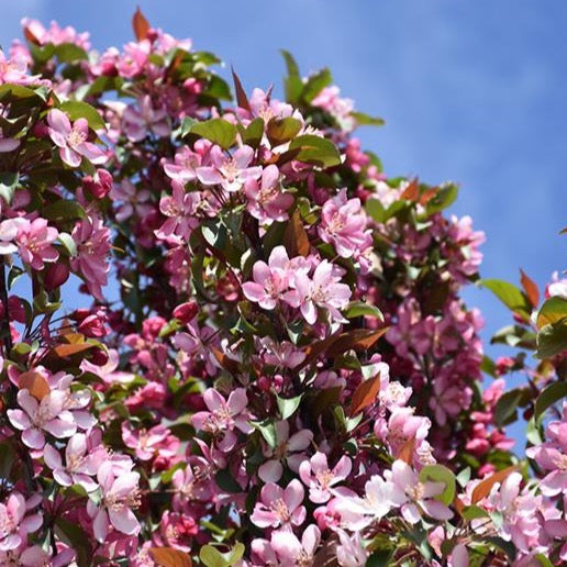 Malus 'Courageous' (Pommetier 'Courageous')