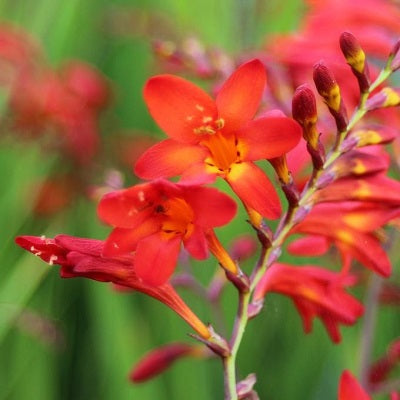 CROCOSMIA x hybrida ‘Emberglow’