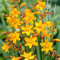 CROCOSMIA x hybrida ‘George Davidson’