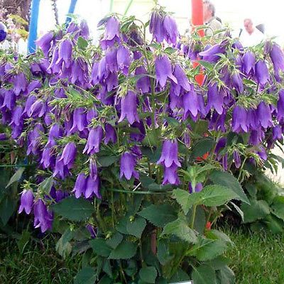 CAMPANULA punctata ‘Sarasto’