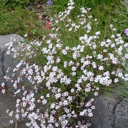 GYPSOPHILA repens ‘Alba’