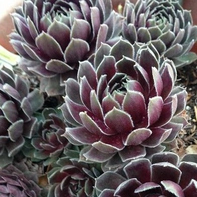 SEMPERVIVUM ‘Ruby Heart’