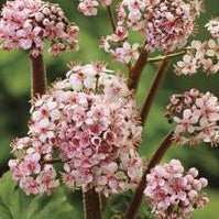 Darmera peltata