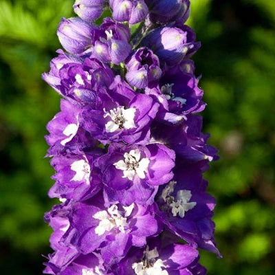 DELPHINIUM x Pacific Giant ‘King Arthur’