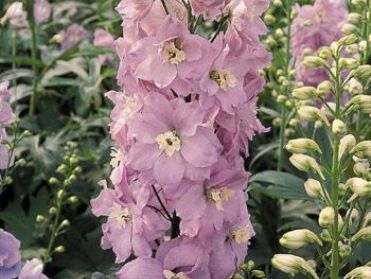 DELPHINIUM x Pacific Giant ‘Guinevere’