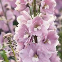 DELPHINIUM magic fountain ‘Cherry Blossom’