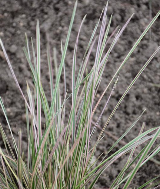 DESCHAMPSIA caespitosa 'Northern lights'