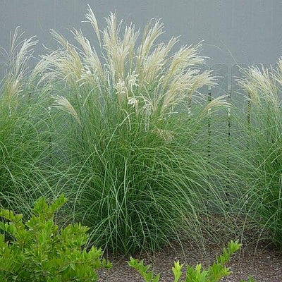 MISCANTHUS sinensis ‘Adagio’