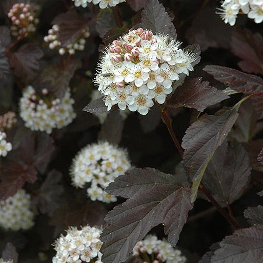 Physocarpus opulifolius 'Diabolo' (Physocarpe ‘Diabolo’)