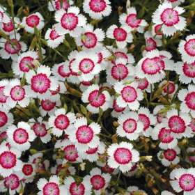 DIANTHUS deltoïdes ‘Artic Fire’