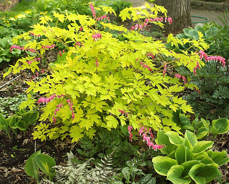 DICENTRA spectabilis ‘Goldheart’