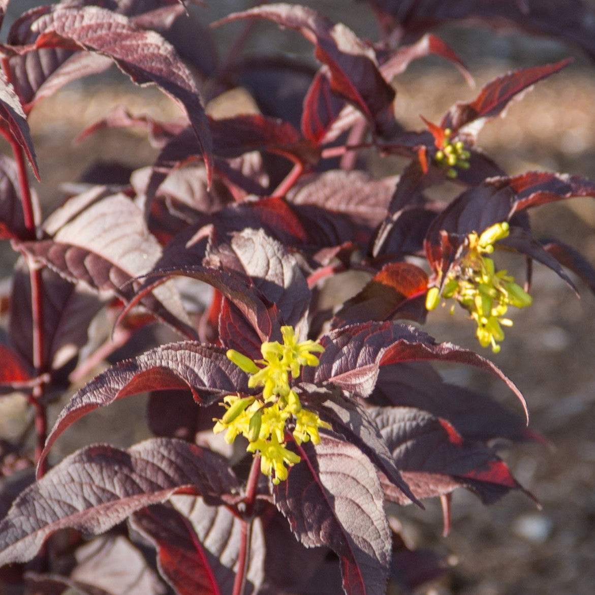 Diervilla 'Firefly Nightglow' BE (Dierville ‘Firefly Nightglow’)