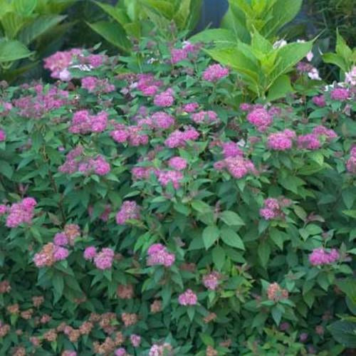 Spiraea japonica 'Double Play Artisan' PW (Spirée japonaise ‘Double Play Artisan’)