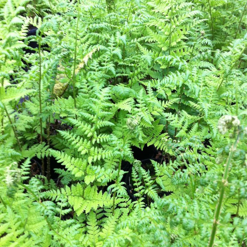 DRYOPTERIS spinulosa