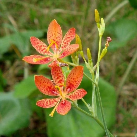 BELAMCANDA chinensis (Lis léopard)