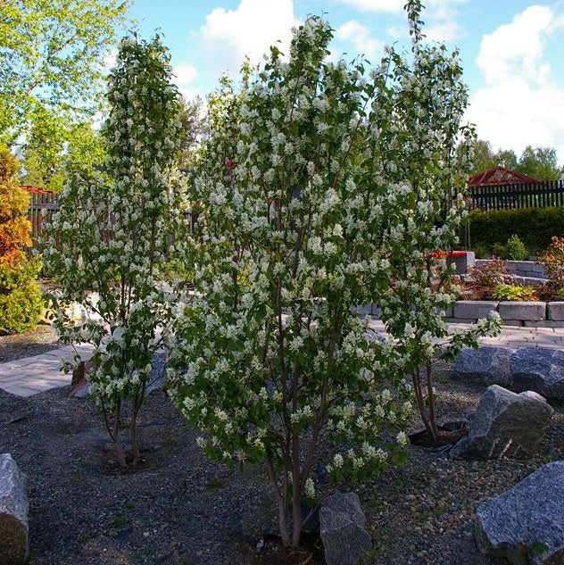 Amelanchier alnifolia 'Obelisk' (Amélanchier à feuille d’aulne ‘Obelisk’)