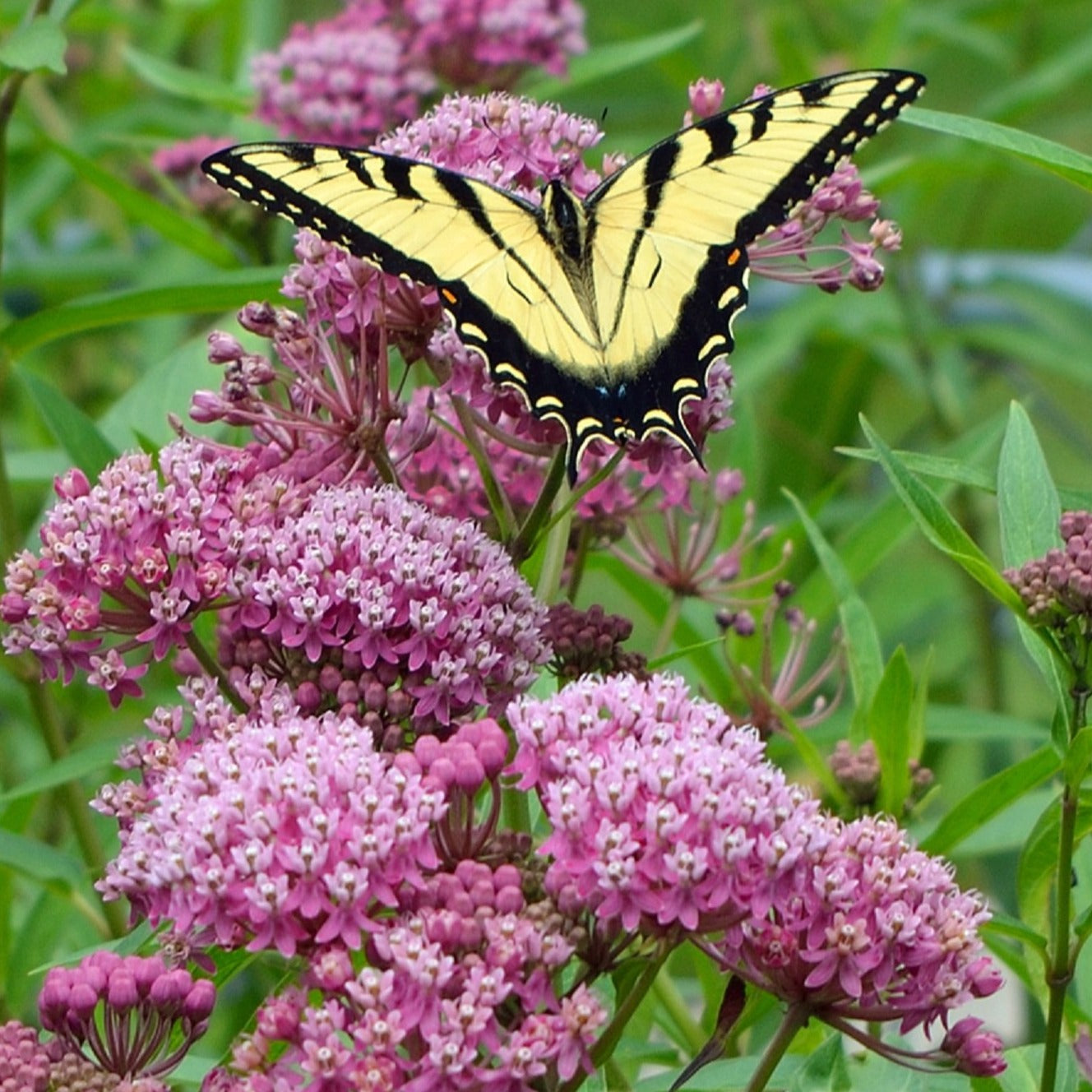 ASCLEPIAS incarnata