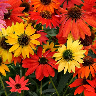 ECHINACEA hybrida ‘Cheyenne Spirit’