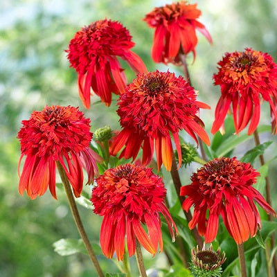 ECHINACEA purpurea ‘Hot Papaya’