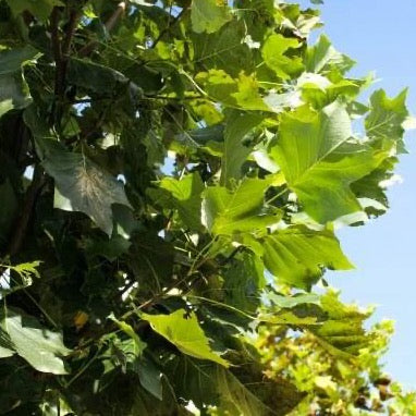 Liriodendron tulipifera 'Emerald City' (Tulipier de Virginie 'Emerald City')