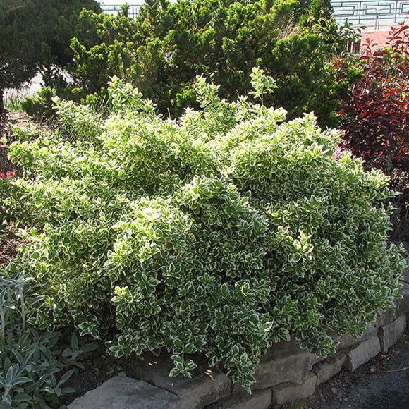 Euonymus fortunei 'Emerald Gaiety' (Fusain de Fortune 'Emerald Gaiety')