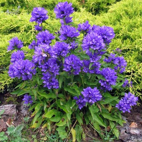 CAMPANULA glomerata ‘Freya’